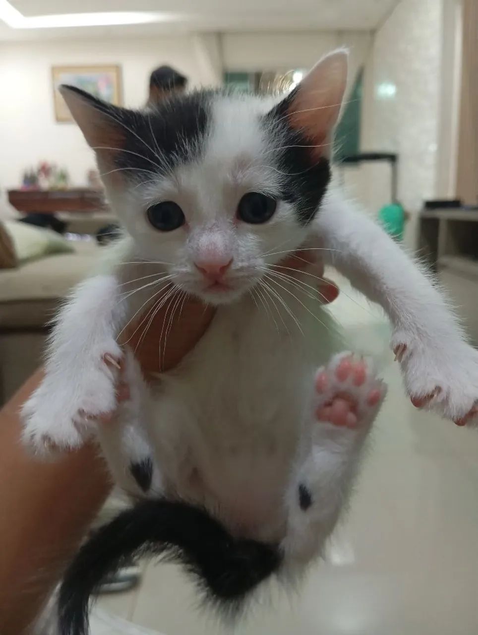 Filhote de gatinhos para doação 