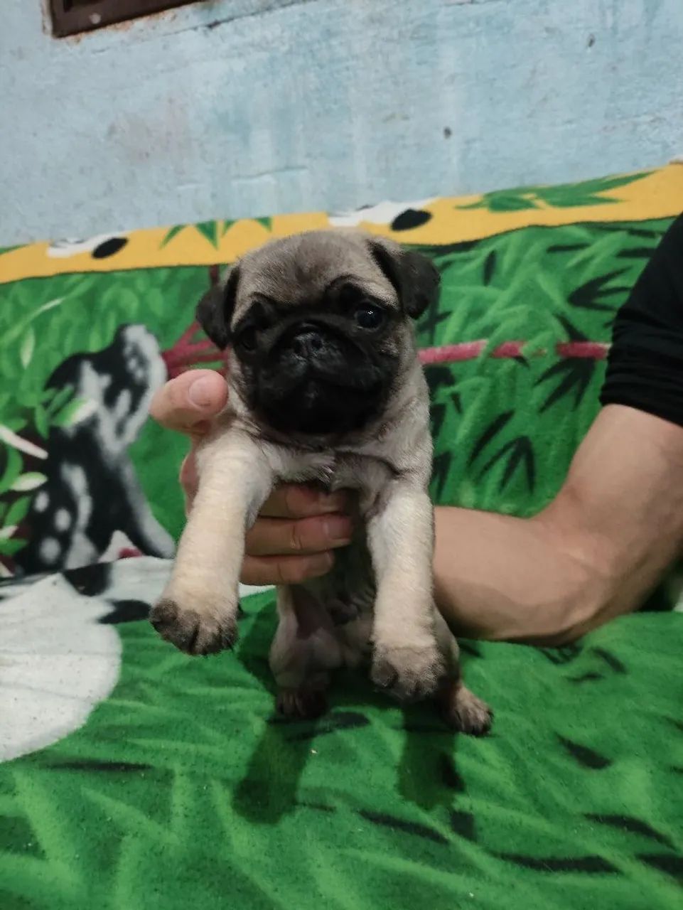 Filhote de Pug adorável - Foto 2