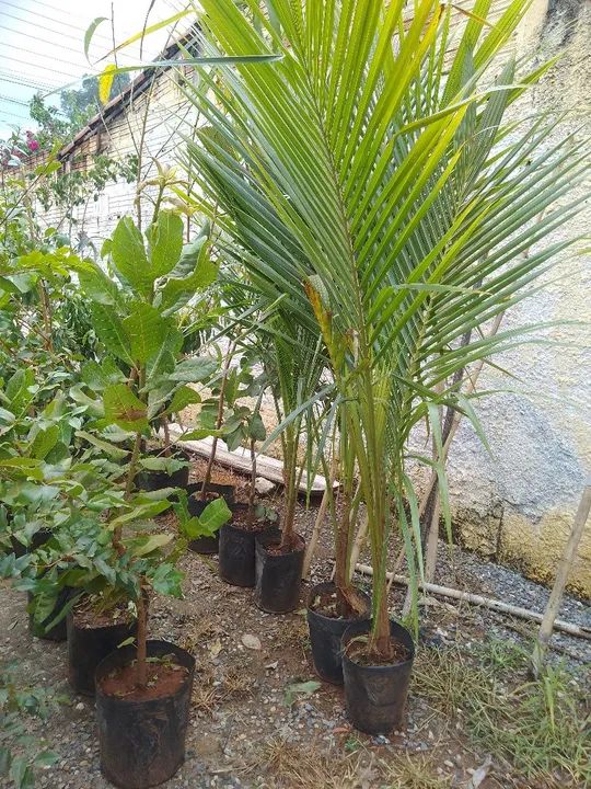 Mudas de jabuticaba e cocô anão  - Foto 4