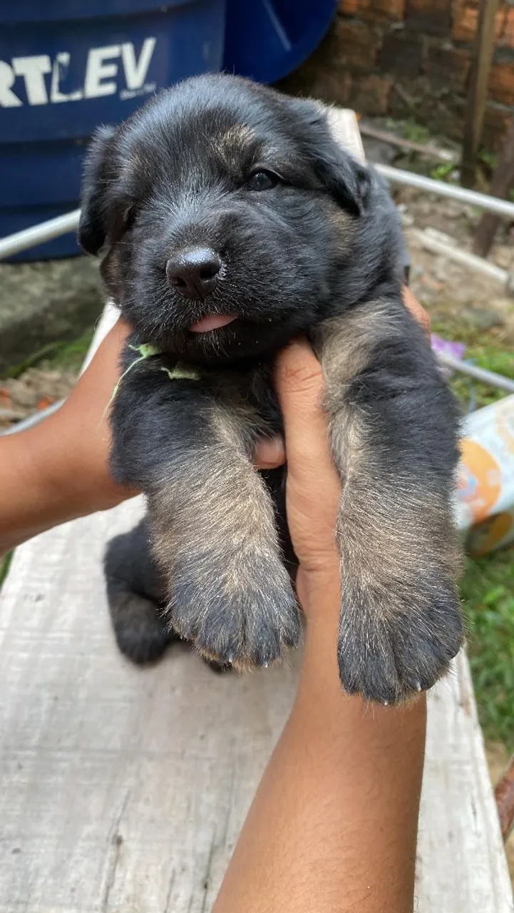 Filhote FÊMEAS de Pastor Alemão com Rottweiler disponível para venda