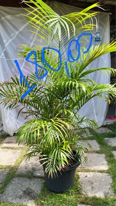 Palmeira Areca em vaso