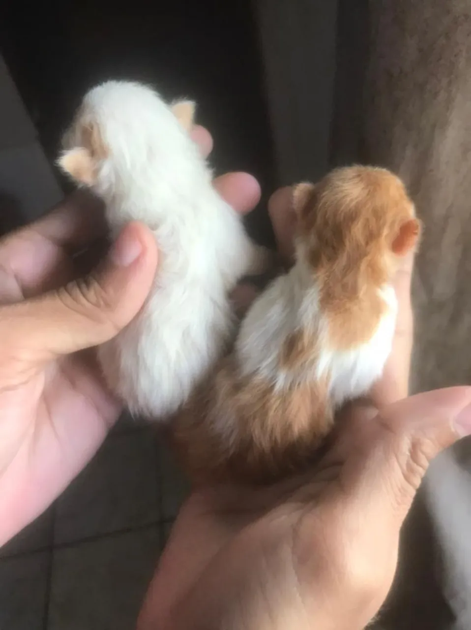 Gato persa