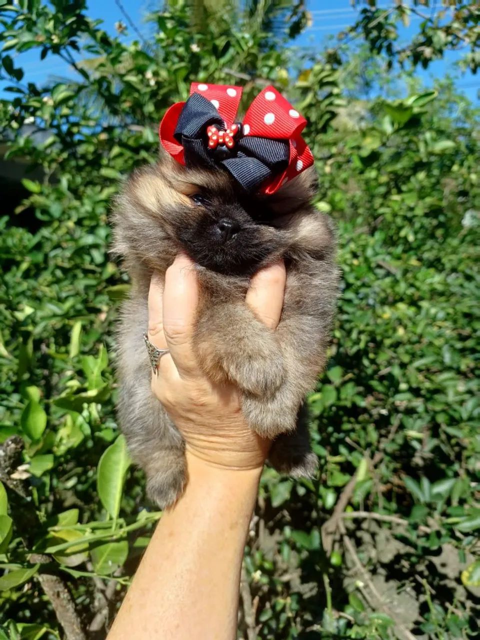 Spitz alemão  - Foto 2