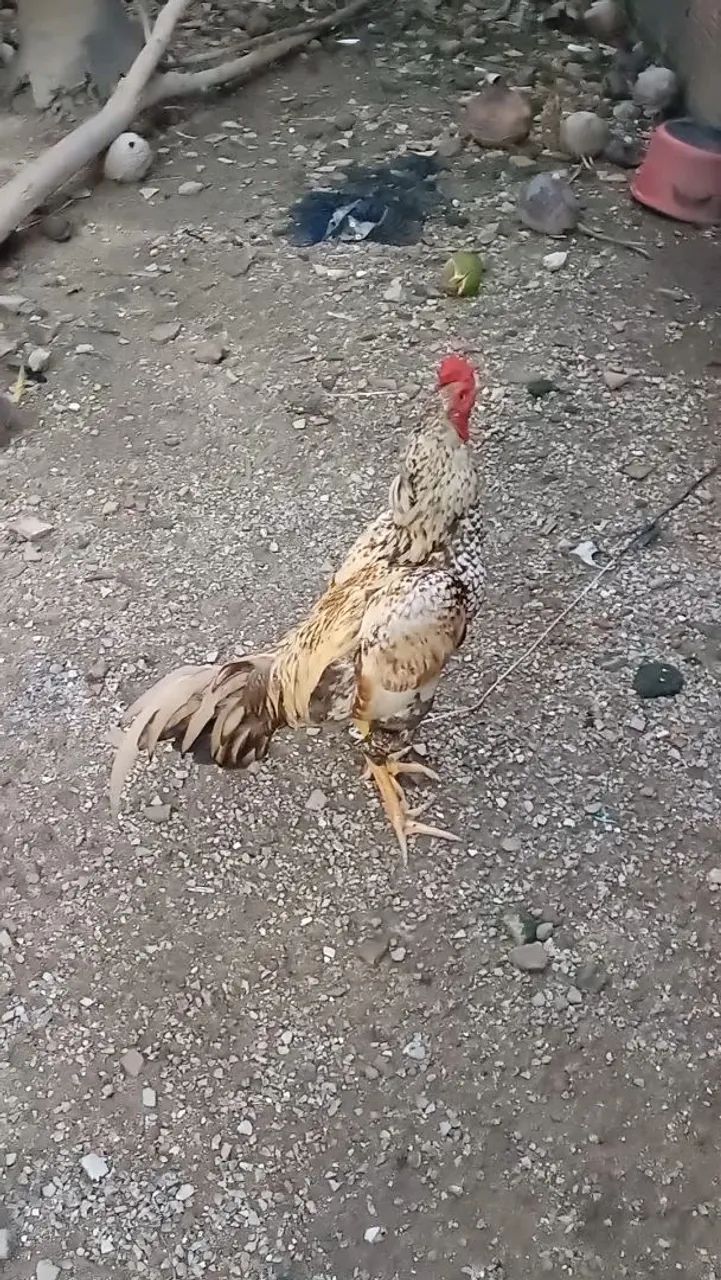 Galo de raça - Foto 3