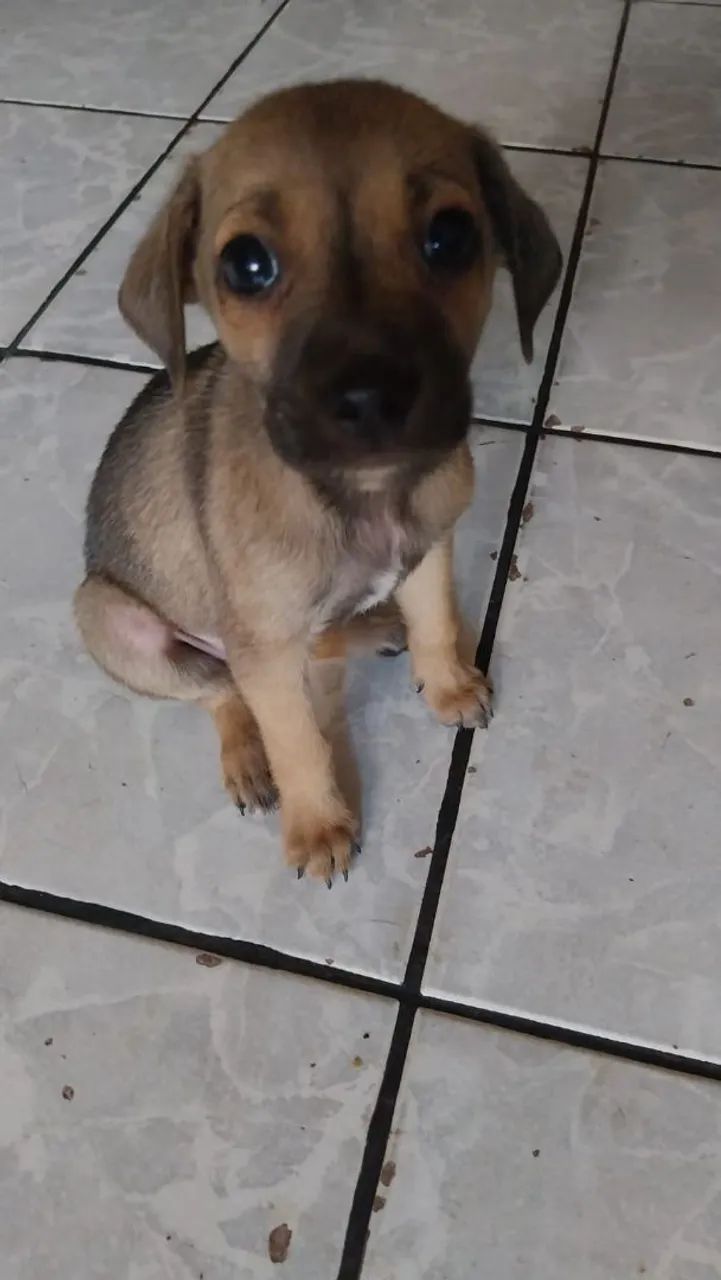 Macho e Fêmea/castração garantida  - Foto 2