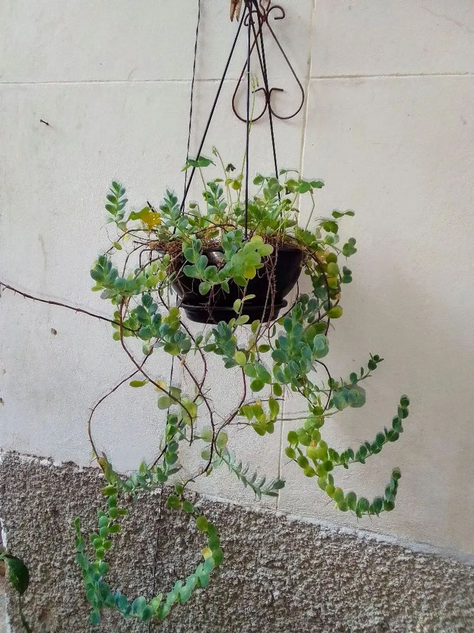 Planta: Dischidia nummularia (ou popularmente colar de moedas) - Foto 2