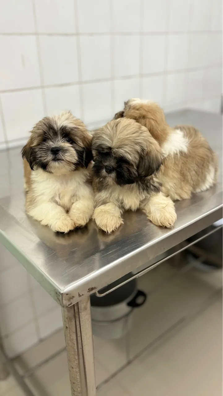 2 Filhotes de Lhasa Apso com 2 meses, um macho e uma fêmea.