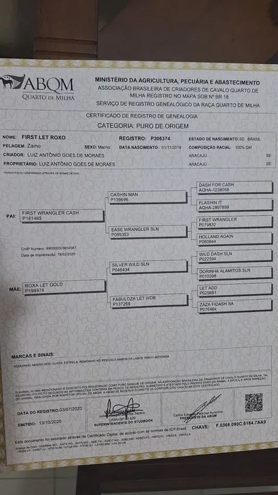 Garanhão QM, Romany For Cash - (TE), P273979  - Foto 3