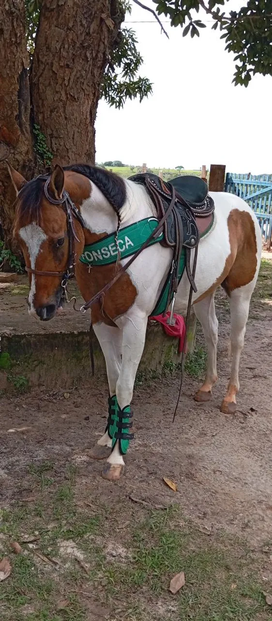 Potro Paint Horse PO c documento