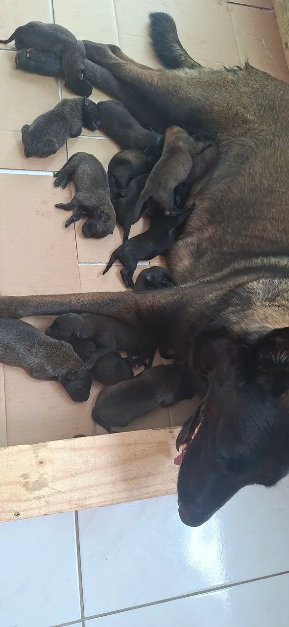 Filhote de pastor belga Malinois - Foto 2
