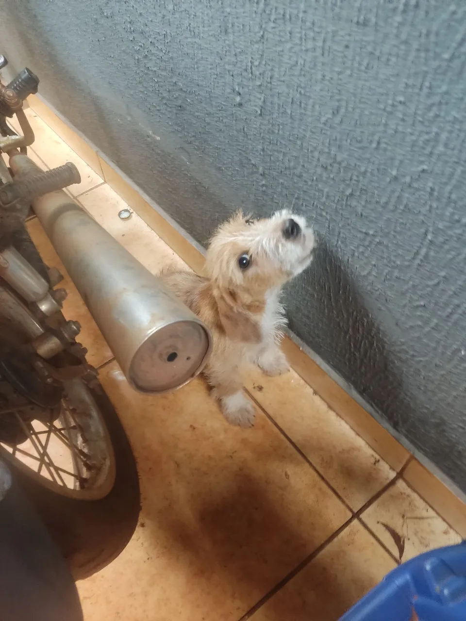 Doação cachorrinho macho, 3 meses