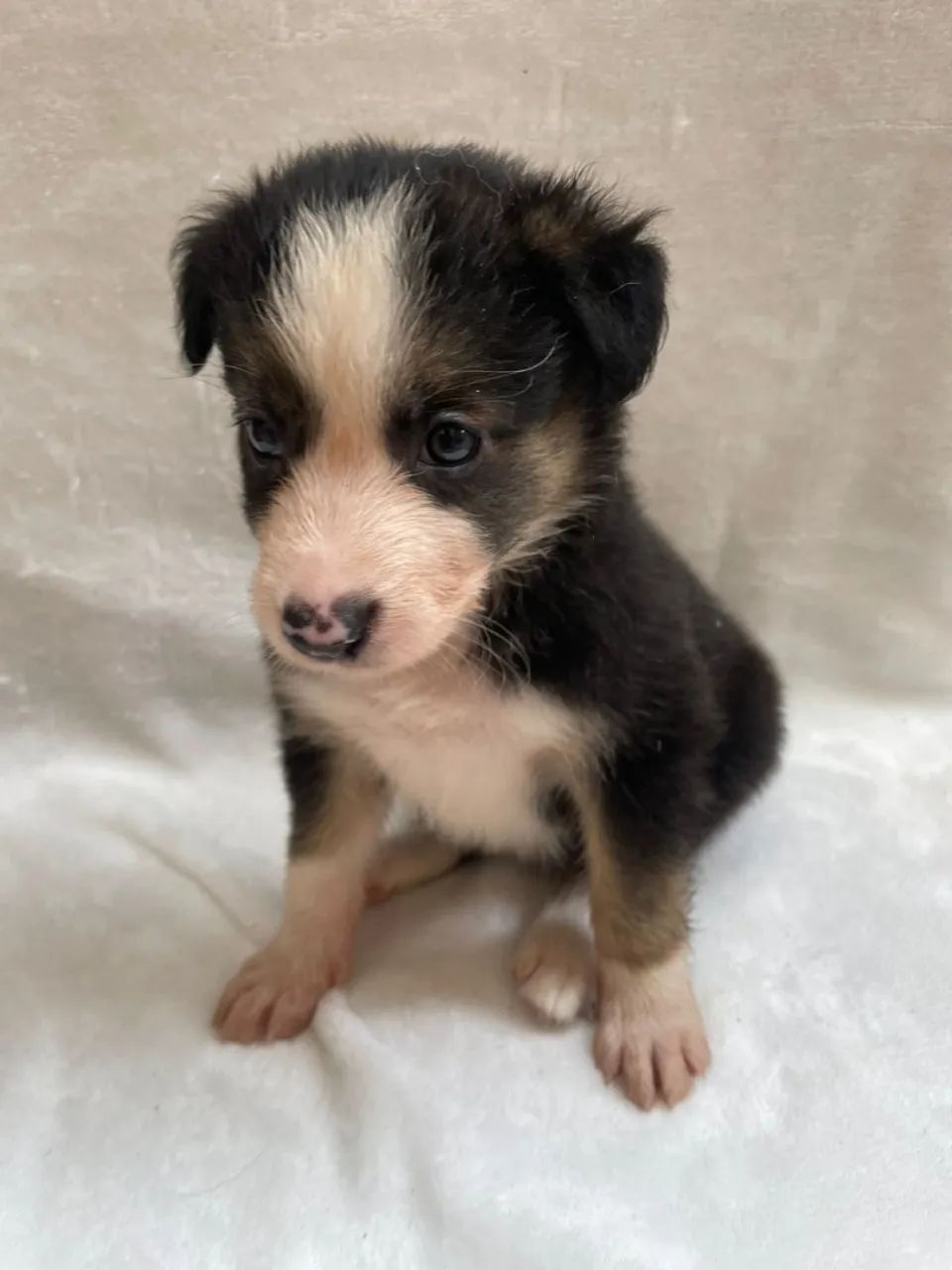 Filhote Border Collie, Prepare-se para ser recebido todos os dias com alegria!