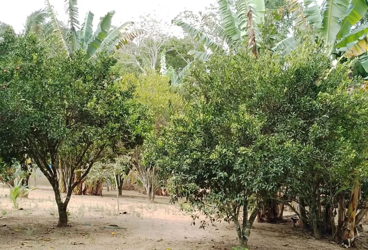 Sítio a venda em Viçosa do Ceará  - Foto 4