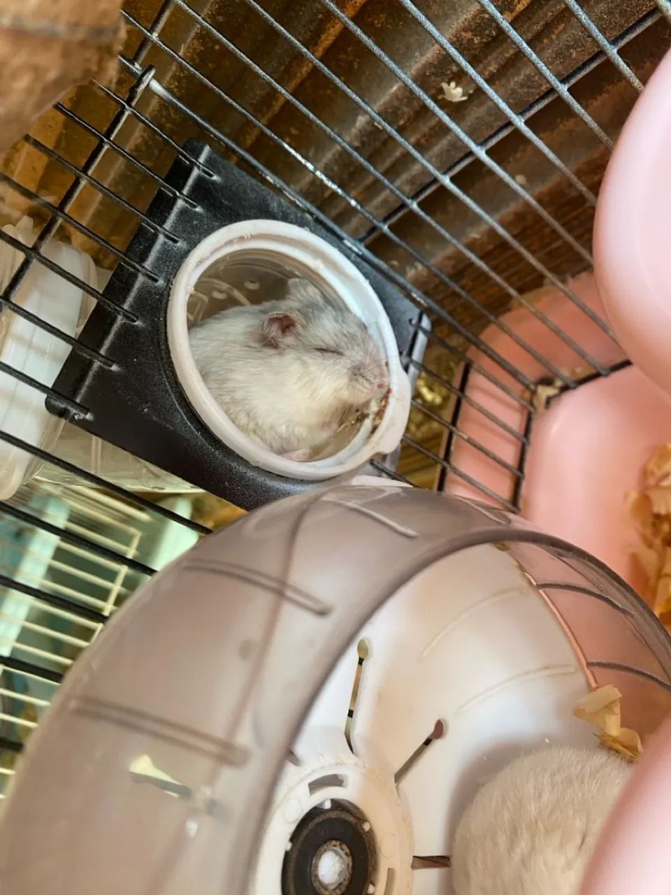 Vendo casal de hamster 