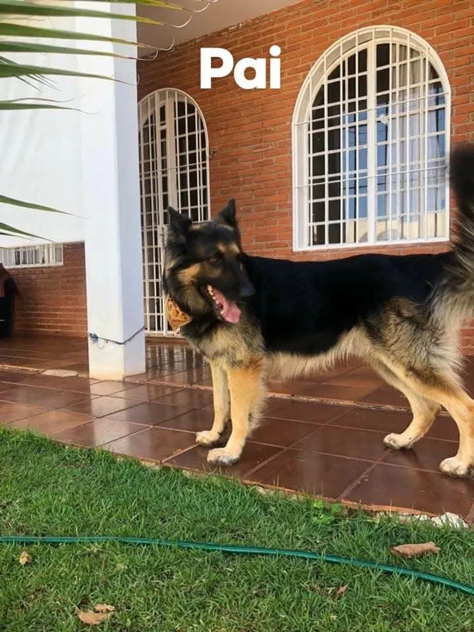 Filhotes de Pastor Alemão - Foto 3