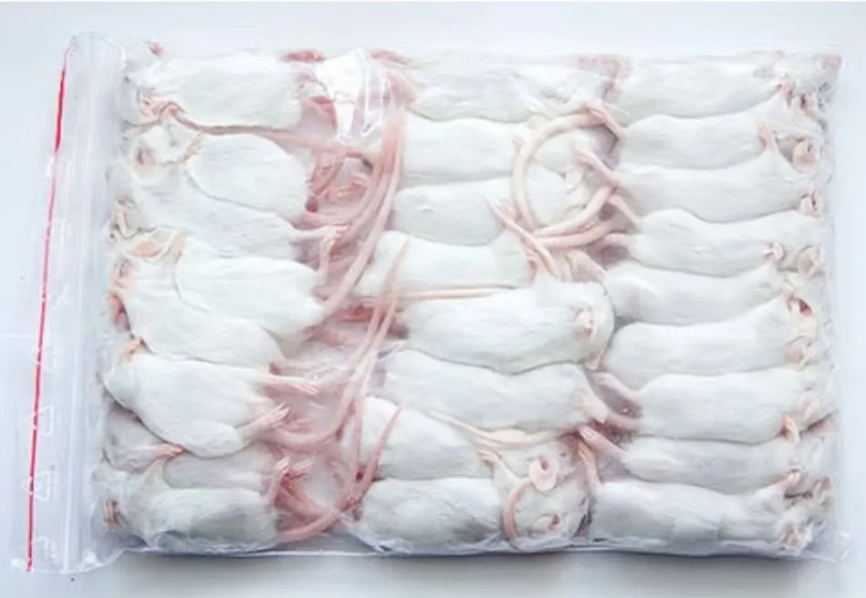 Camundongo  alimentação  - Foto 3