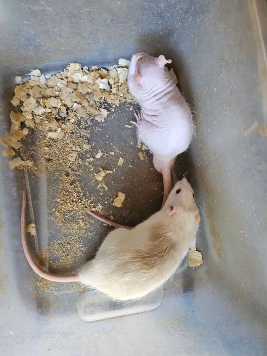 Ratos twister  - Foto 4