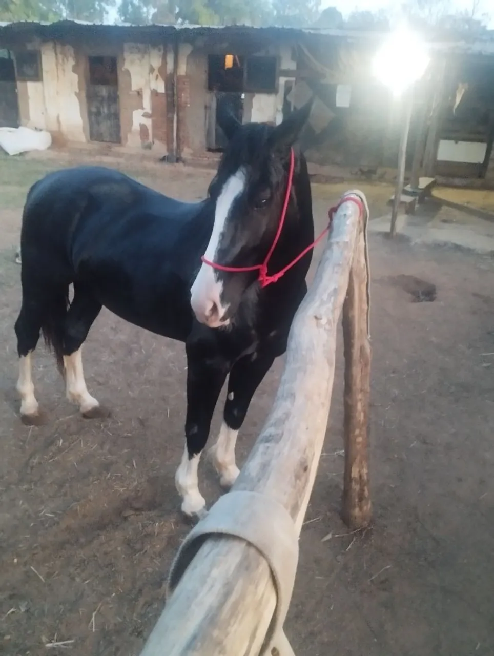 Cavalo Preto calcado frente aberta