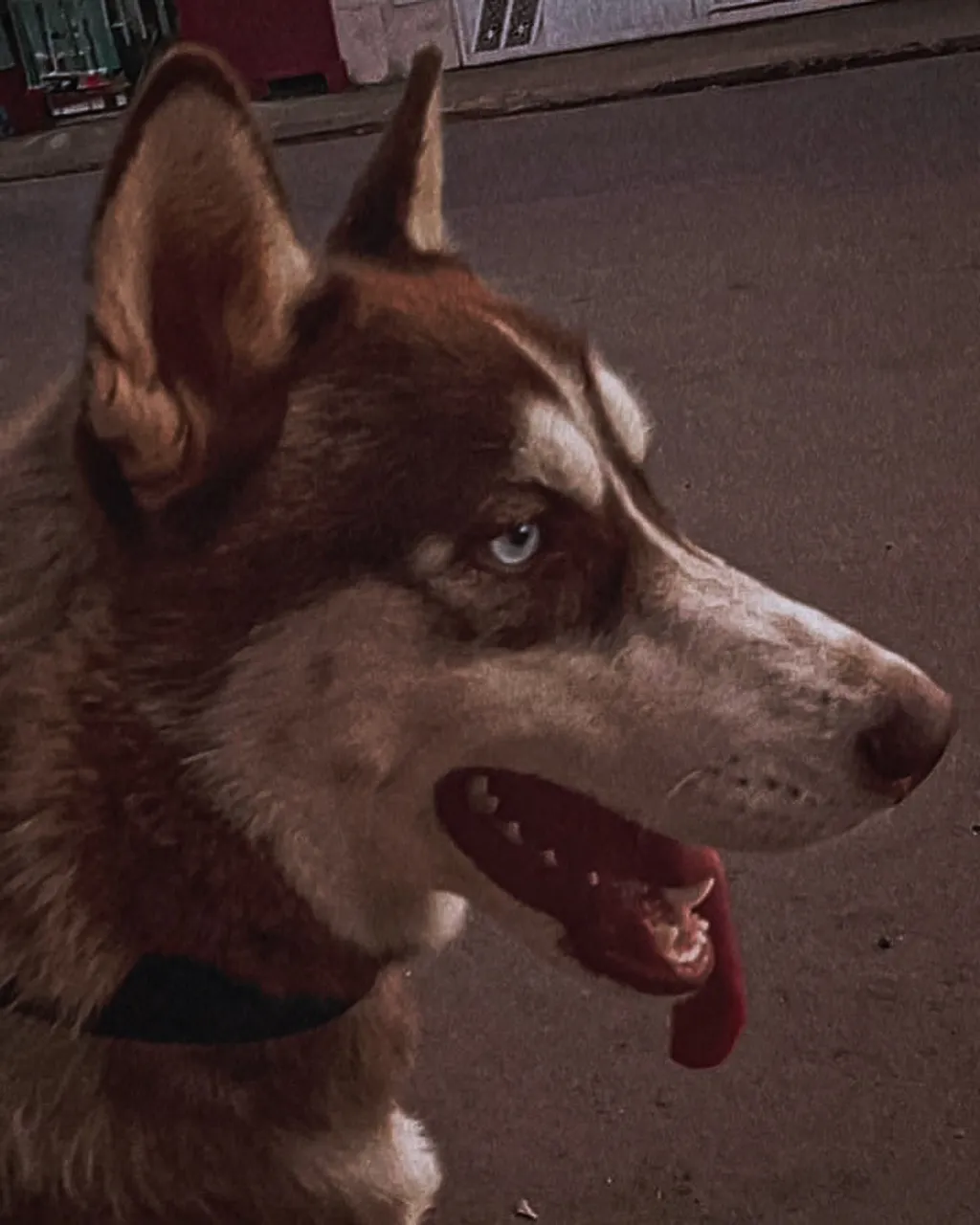 Husky Siberiano - Filhote Disponível!