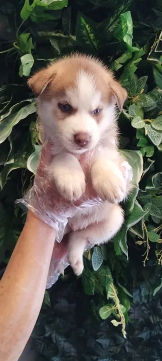 Husky Siberiano PARCELAMOS EM ATE 12X SEM JUROS