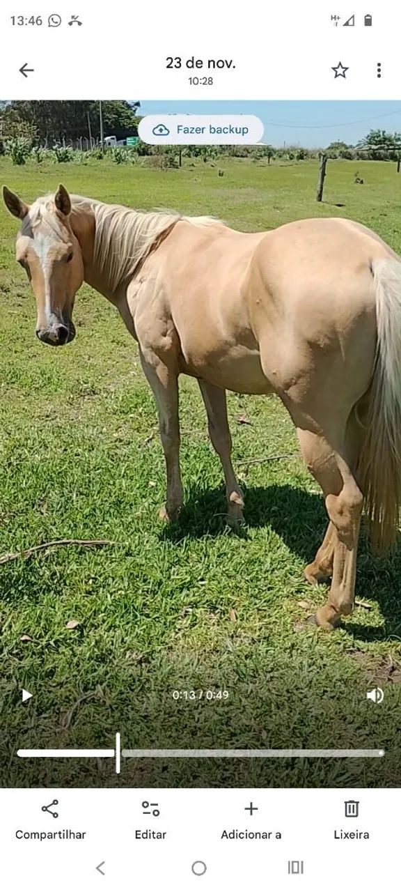 Potra Quarto de Milha a Venda 
