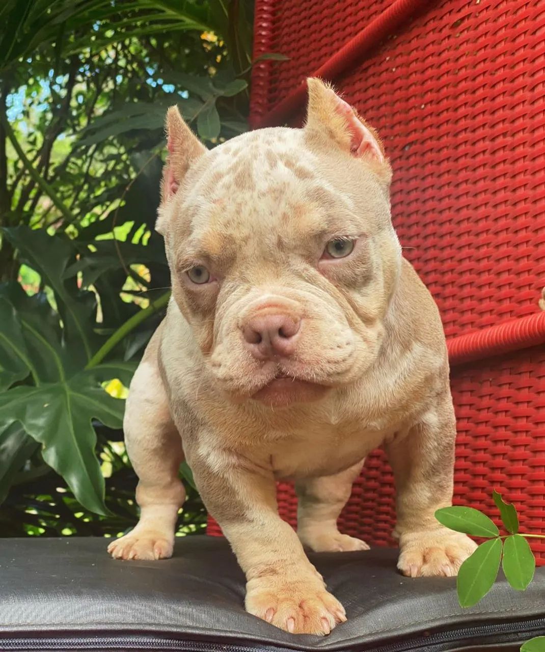 American bully 