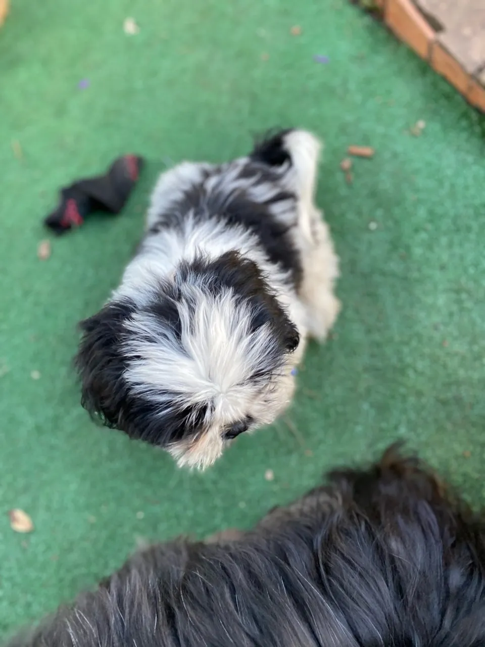 Filhote Shih Tzu Macho