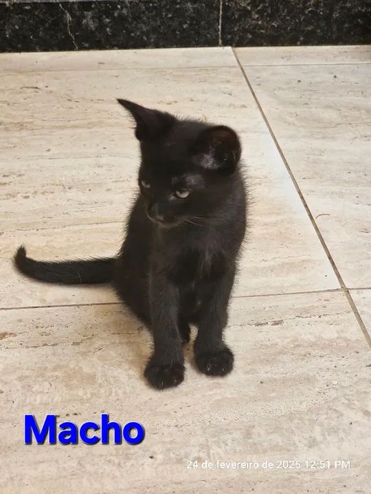 Gatinhos para adoção  - Foto 2