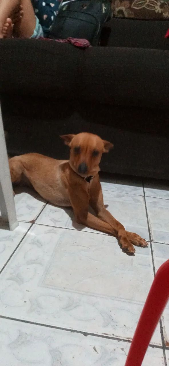Pinscher para doação - Foto 2
