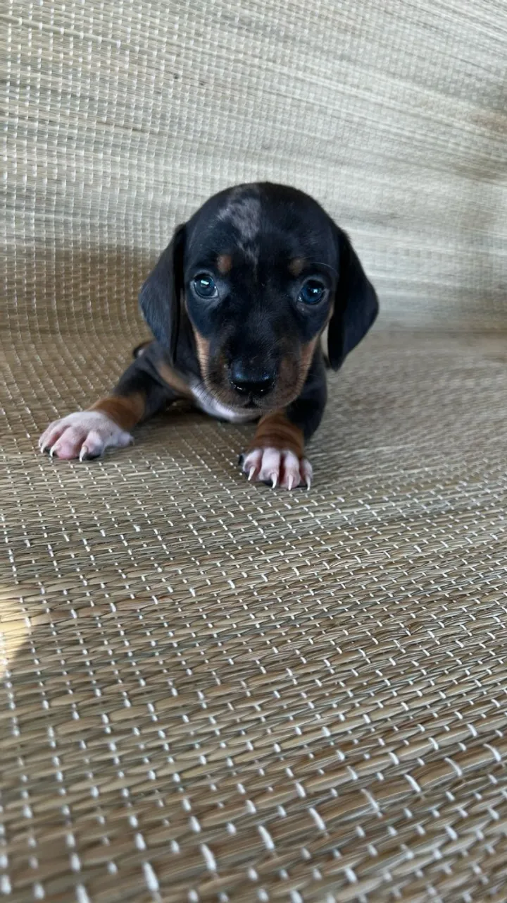 Filhotes basset - Entregamos com Garantia de Saúde!