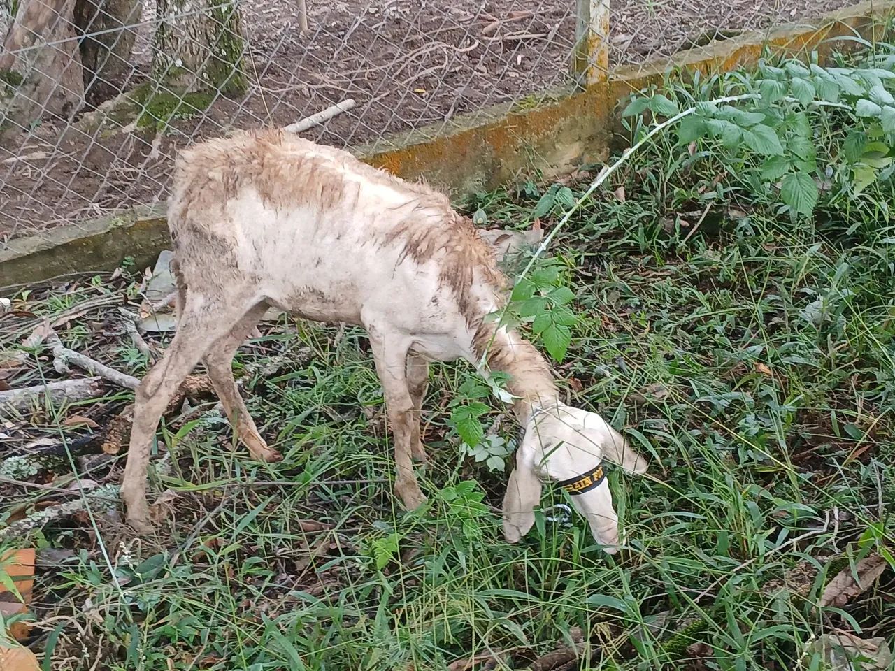 carneiros e ovelhas - Foto 6