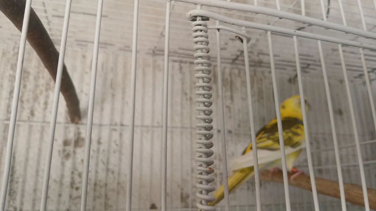 Gaiolas 64314061510530121