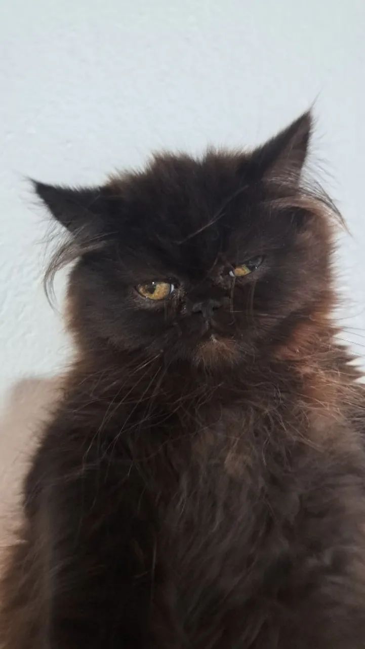 Black Persian cat64313863515011121