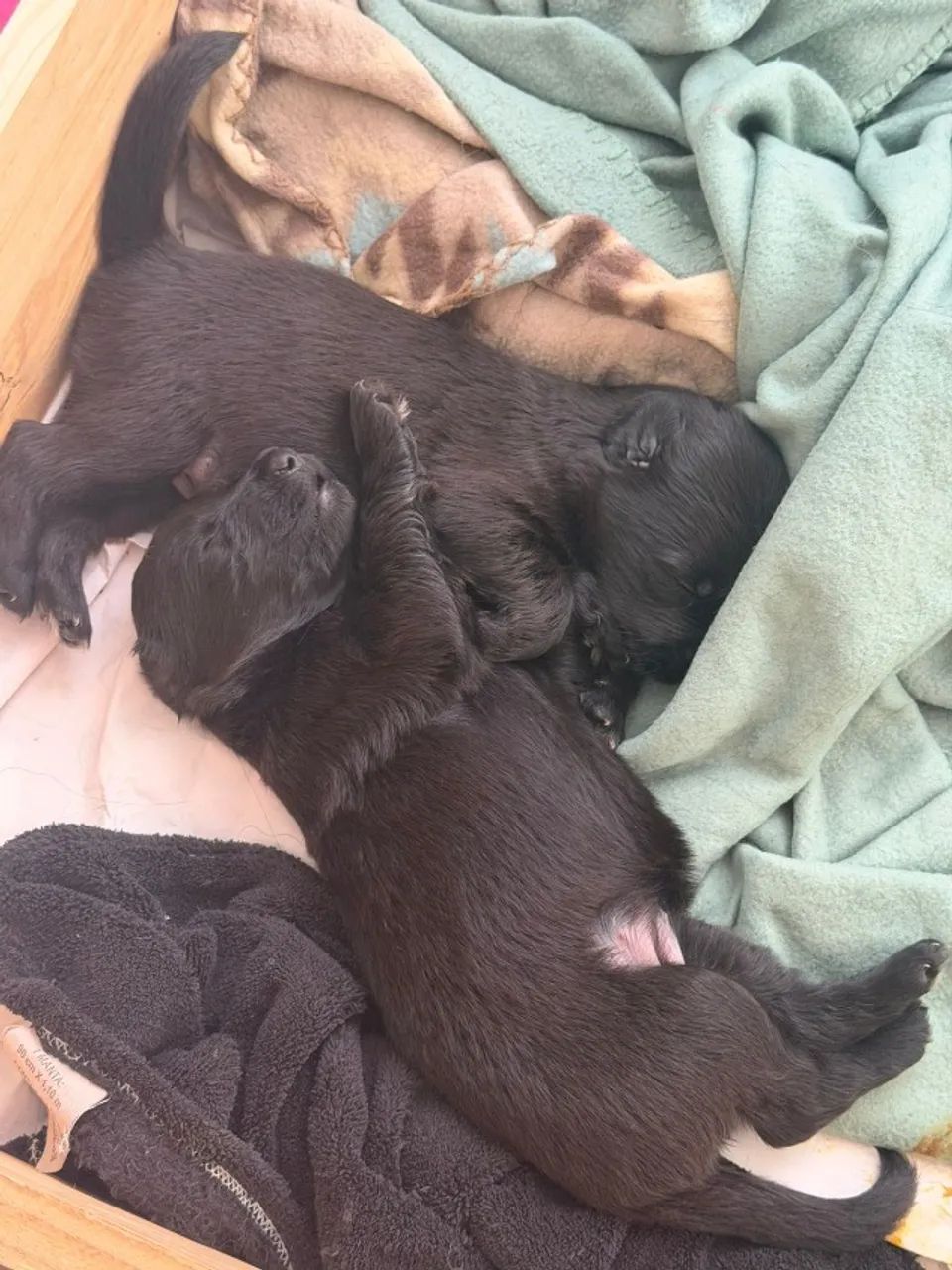 Filhotes de Pastor Alemão Fêmea Preto Sólido Pelo Longo (Pedigree, CBPA, Radiografado - Foto 5