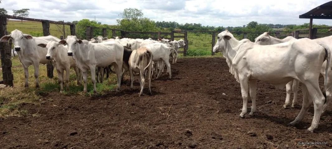 Novilhas 