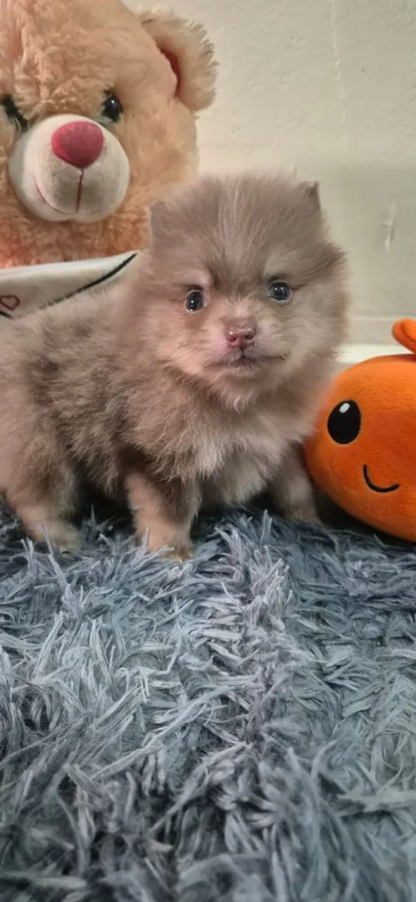 Spitz Alemão Chocomerle