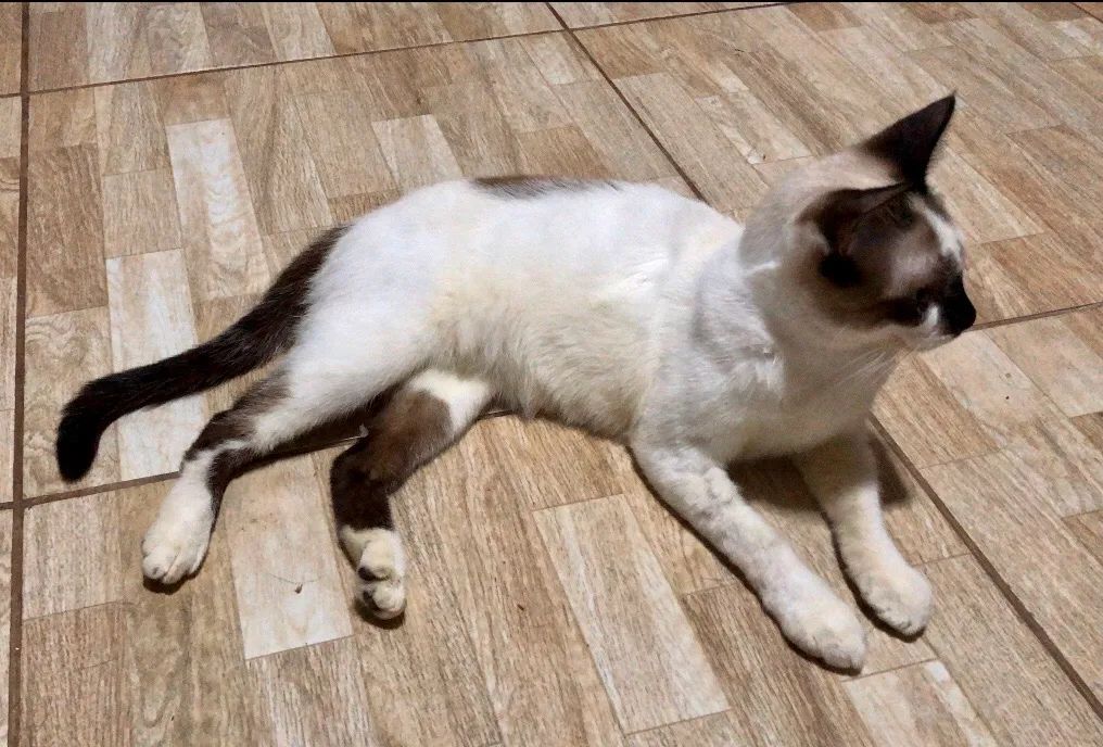 Siamês filhote 7 Meses (Adoção Responsável) Gata / Doação - Foto 4