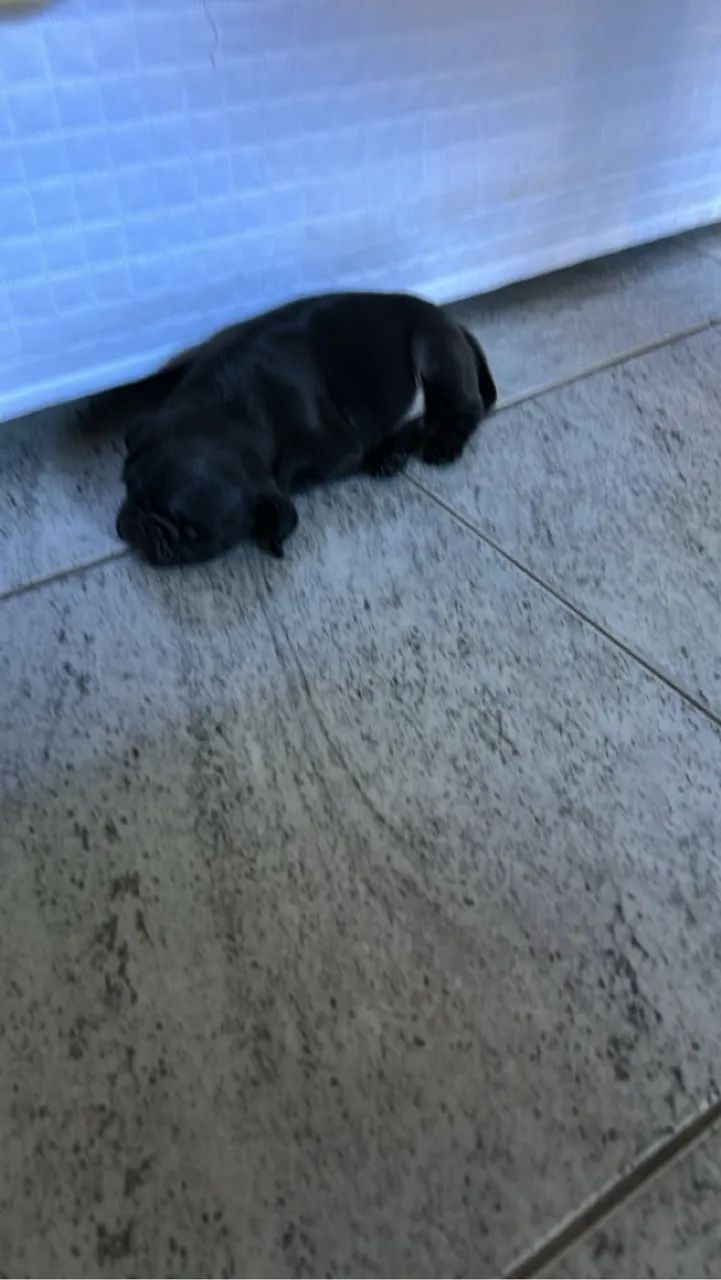 Pug fêmea 