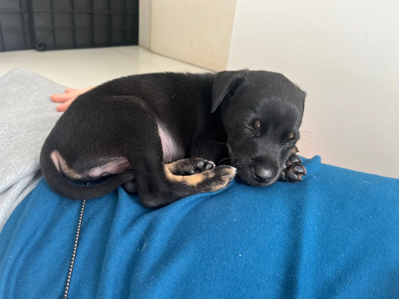Filhote de cachorro para adoção (foi resgatado, é vira-lata!!!!! não tem pedigree)