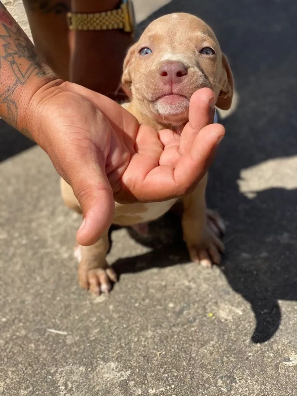 Filhote Pitbull
