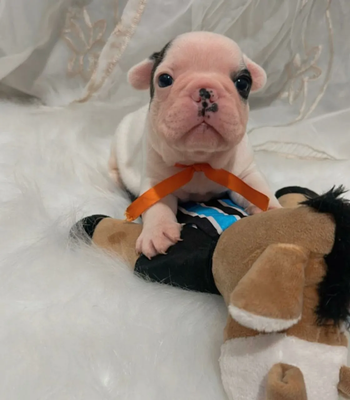 Filhote de Bulldog Francês exótico