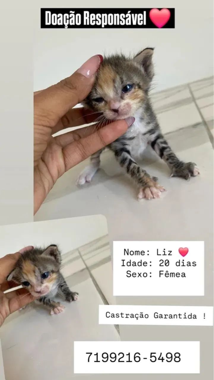 Gatos castrados para adoção  - Foto 2