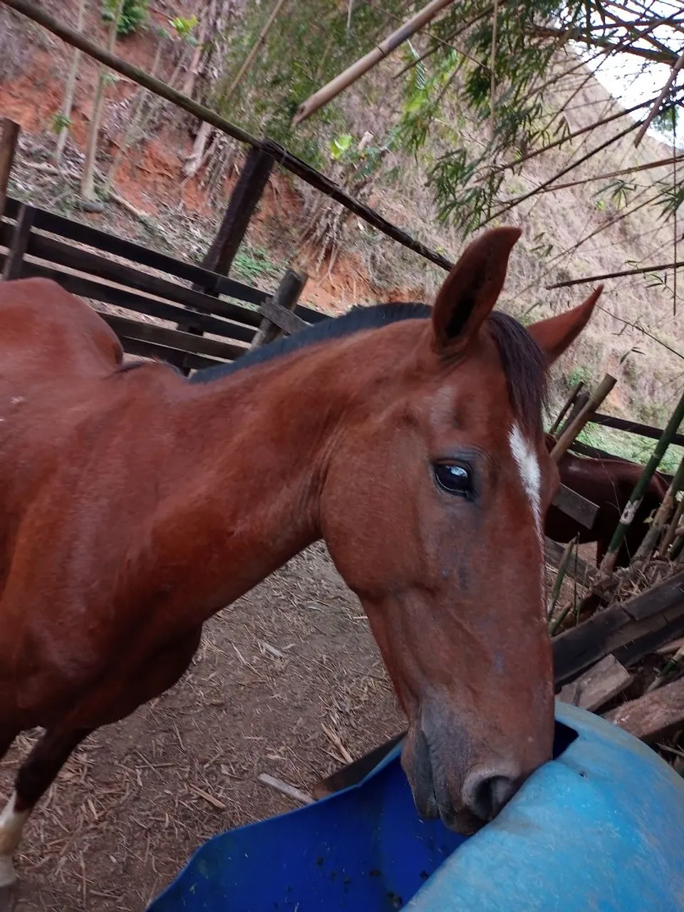 Cavalo puro de marcha batida