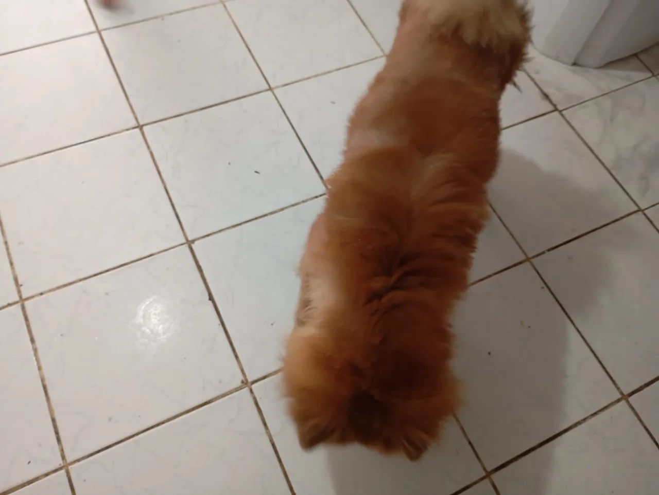 Chow-Chow com 1 ano
