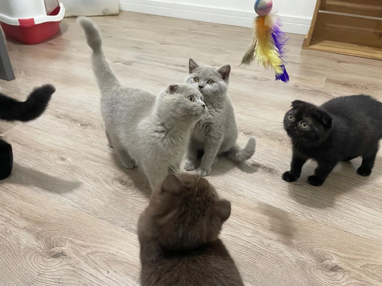 Gatinho Scottish Fold com pedegree - Foto 4