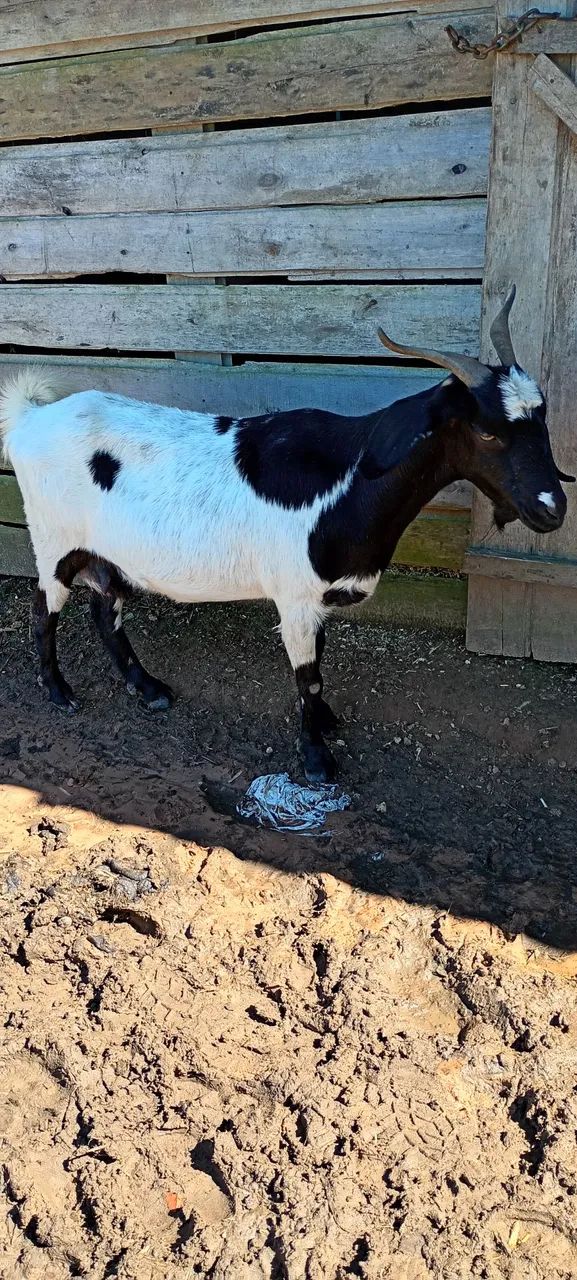 Cabrita a venda - Foto 2