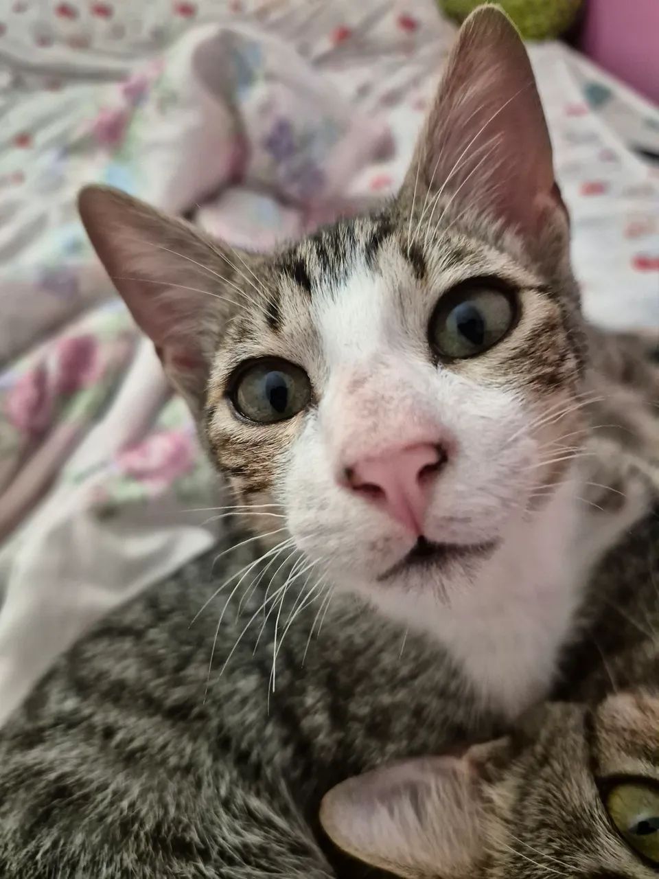 Gatinho pra adoção 