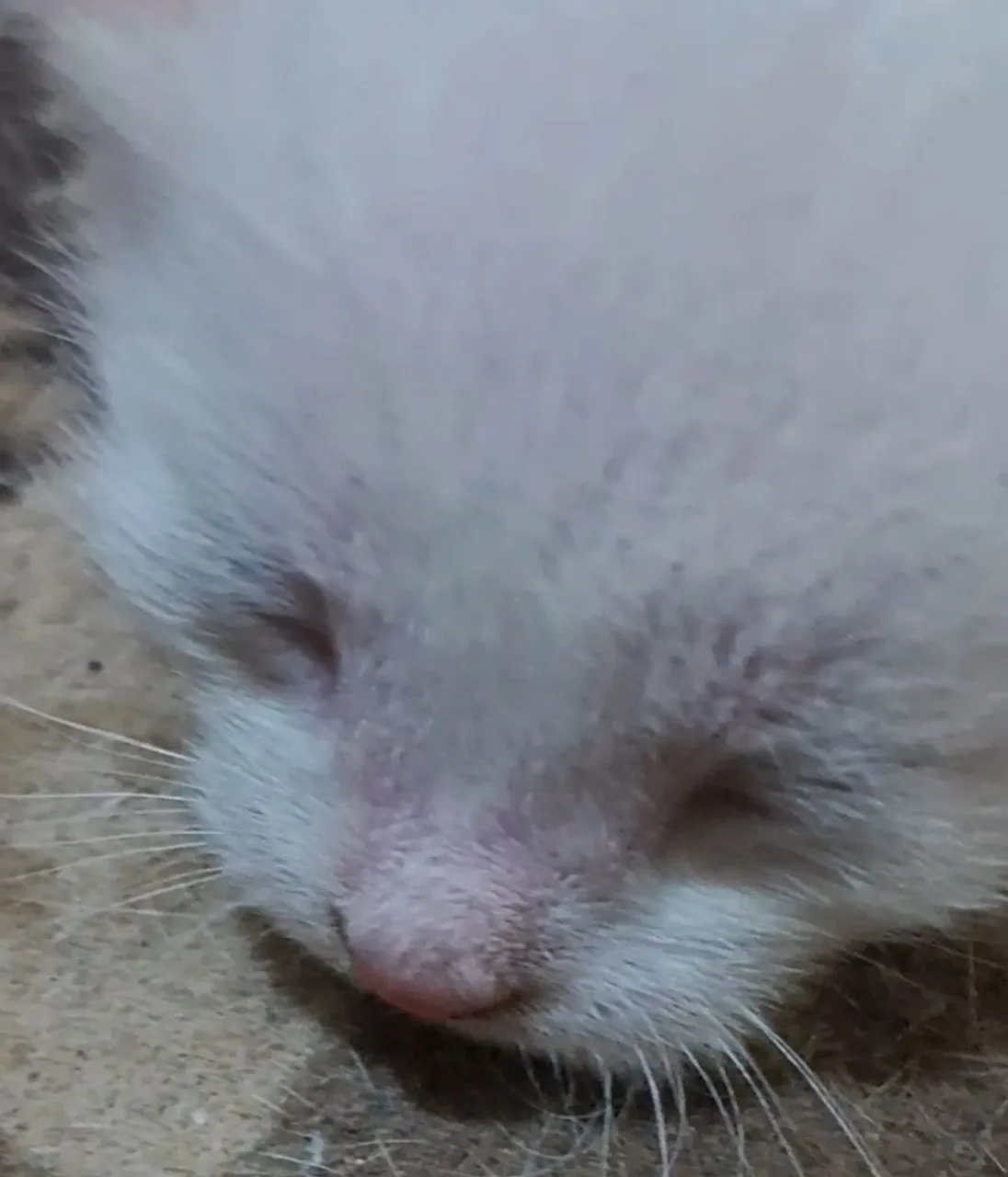 Gatinhos fofinhos peludinhos com 03 semanas precisando que você der um lar pra ele(ADOÇÃO)