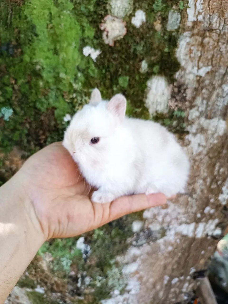 Coelho PET - Criatório Legalizado (Coelho Anão) - Foto 4