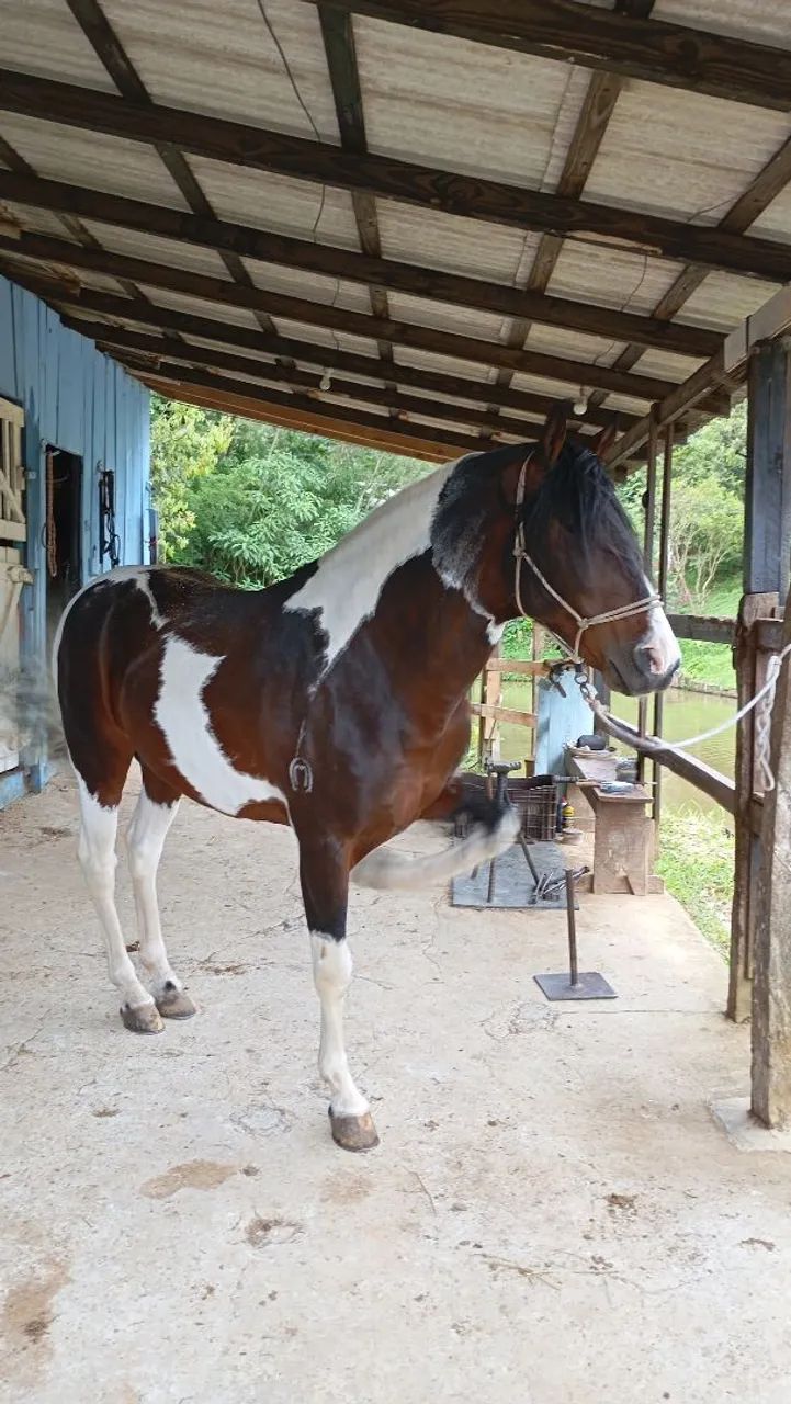POTRO DE 1 ANO E 3 MÊSES À VENDA - Foto 5